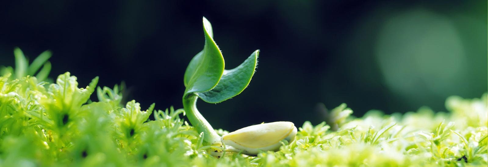 Global Seeds India Private Limited