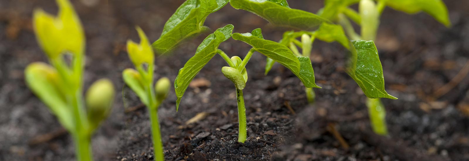 Global Seeds India Private Limited