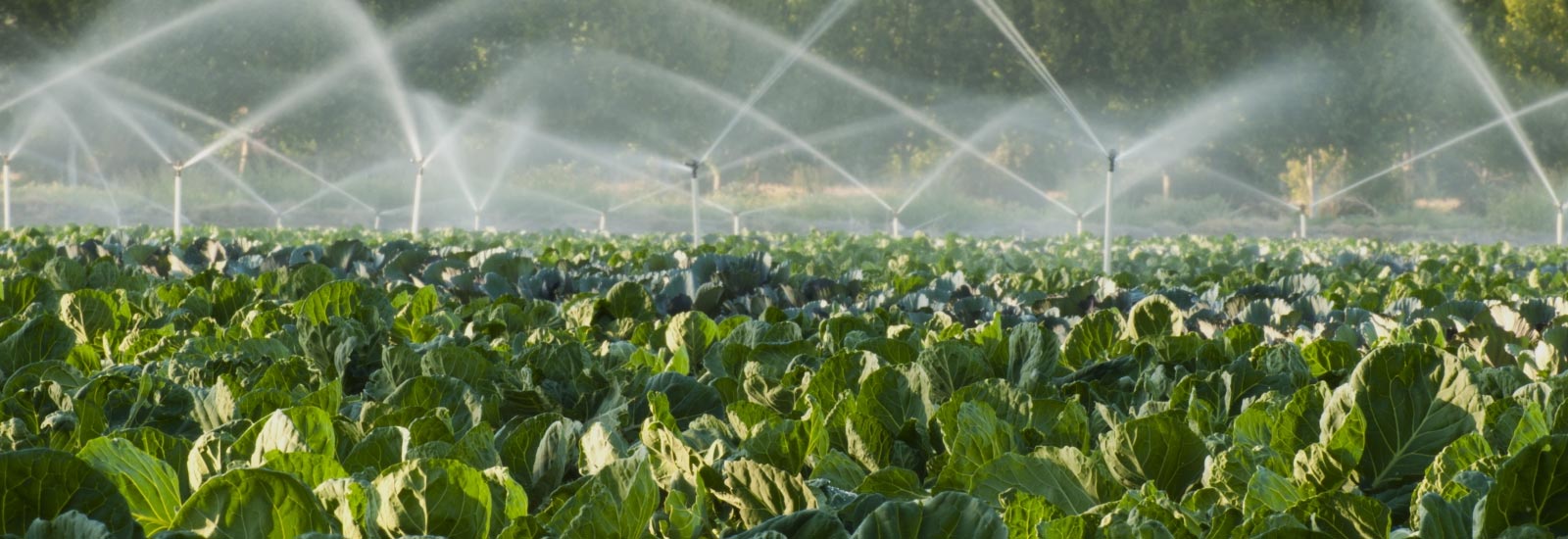 Global Seeds India Private Limited