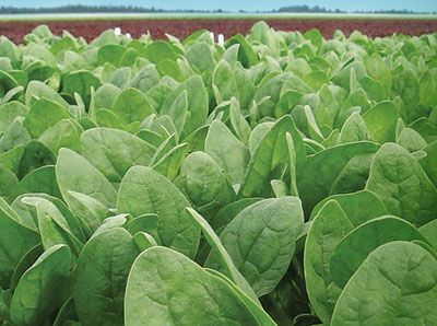 Chitra (Selection)- (Open Pollinated) Chitra (Selection)- (Open Pollinated)