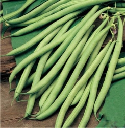 Anupama (Open Pollinated)